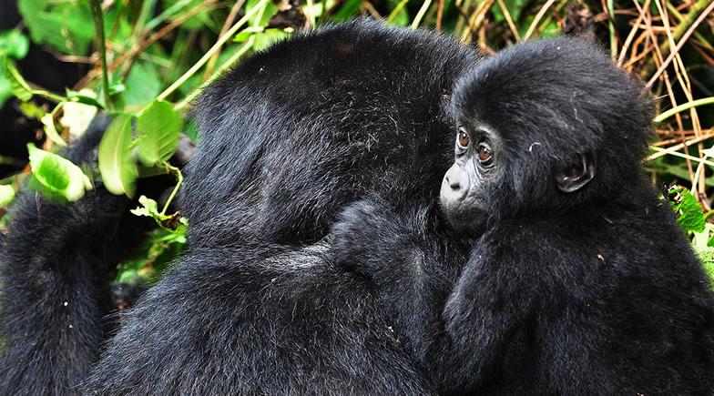 Rwanda Adventures